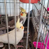 یک جفت عروس هلندی  فروشی