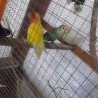 کوتوله برزیلی