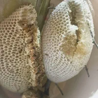 عسل وحشی