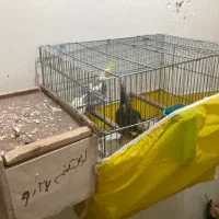 جفت مولد و تک بالغ(جوجه سرلاکی)ملنگو-گیرینچیک|پرنده|رشت, یخسازی|دیوار