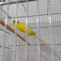 قناری رسمی بلند و جوجه پرون تاشو