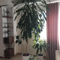 درختچه بلالی(دراسینا)|گل و گیاه طبیعی|رشت, سیا اسطلخ|دیوار