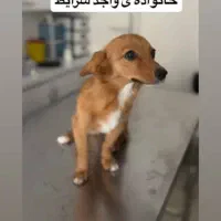 سگ ماده
