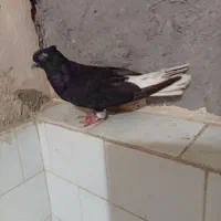 09390163511|سیمکارت|اهواز, کوی علوی|دیوار