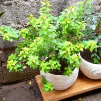 گل وگیاه|گل و گیاه طبیعی|رشت, کوی فکوری|دیوار