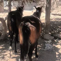 اسب و مادیون