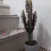 آفوربیا قرمز