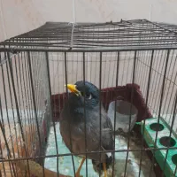 فروش مرغ مینا سخنگو