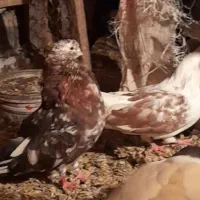 کفتردرجه یک.نوک ریز..|پرنده|کرمانشاه, |دیوار