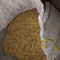 جو کوهی دیلمان