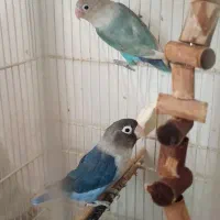 طوطی|پرنده|سمنان, |دیوار