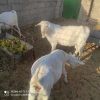 نر بز سانن نژاد دار اصل