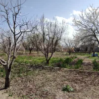 باغچه بر جاده ۱۰۰۰ متر