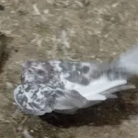 کبوتر...|پرنده|تایباد, |دیوار