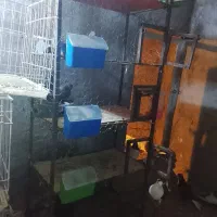 قفس ۵طبقه کبوتر