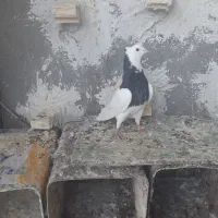 طوقی سیاه نر
