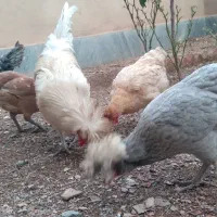 مرغ|حیوانات مزرعه|بیرجند, |دیوار