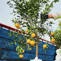 انواع نهال گرمسیری  مثمر وغیر مثمر|خدمات باغبانی و درختکاری|اهواز, زرگان|دیوار