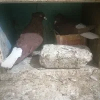 سرخ دم سفید|پرنده|شیروان (خراسان), |دیوار