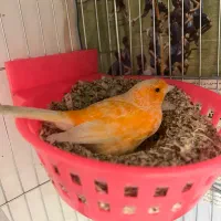 قناری قرمز|پرنده|رشت, معلم|دیوار