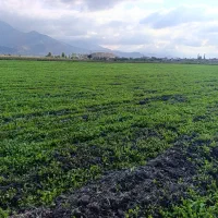 سبز خوردن|خوردنی و آشامیدنی|خان ببین, |دیوار