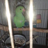 خریدار جوجه ملنگو نر سرلاکی