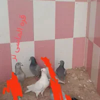 دوجفت پلاکی نرو‌ماده الماسی و سفید