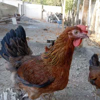 همفکری و راهنمایی