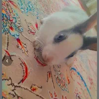 خرگوش خانگی|موش و خرگوش|اهر, |دیوار