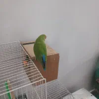 کوتوله وعروس با5قفس