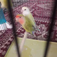 برزیلی مولد