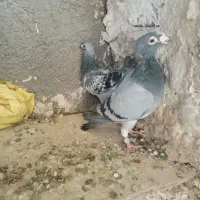 کبوتر|پرنده|تربت‌حیدریه, جانبازان|دیوار