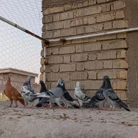 کبوتر پلاکی|پرنده|شیراز, کرونی(خاتونک)|دیوار