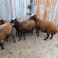 گوسفند شیشک ابستن