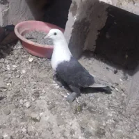 کبوتر|پرنده|زرند, |دیوار