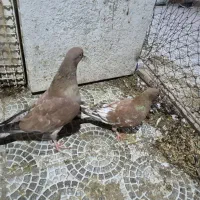 کله ای و سبز آبادانی