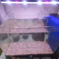 ماهی و آکواریوم