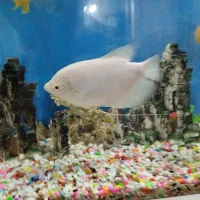 اسفراناموس|ماهی|قزوین, |دیوار