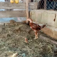 ۲ماه