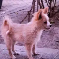 سگ پامرین اشتپیز