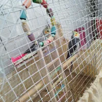 عروس هلندی|پرنده|کوهدشت, |دیوار