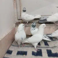 12تا کبوتر پرشی شکار