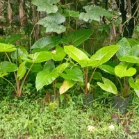 فروش بابا آدم