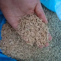 برنج طارم هاشمی چلتوک