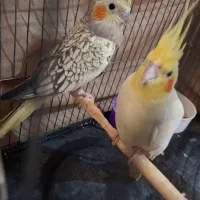 فروش یکجا.عروس هلندی