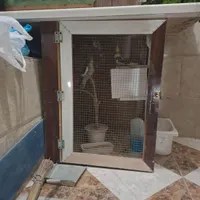 مرغ عشق و عروس هلندی همراه قفس ها|پرنده|سراوان, |دیوار
