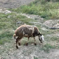 گوسفند و بره|حیوانات مزرعه|سرخنکلاته, |دیوار