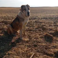 واگذاری آلابای اصیل