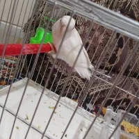 فروش طوطی برزیلی|پرنده|فولادشهر, B1|دیوار