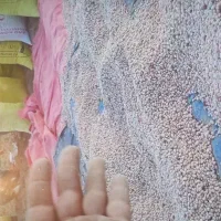 لوبیا چیتی سرحدی|خوردنی و آشامیدنی|جونقان, |دیوار